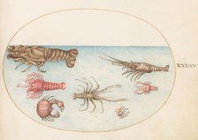 Animalia Aqvatilia et Cochiliata (Aqva): Plate XLV, c. 1575/1580. Creator: Joris Hoefnagel.