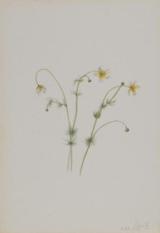 Water Crowfoot (Batrachium trichophyllum), 1918. Creator: Mary Vaux Walcott.