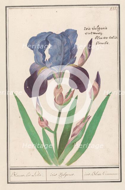 Purple iris (Iris germanica), 1596-1610. Creators: Anselmus de Boodt, Elias Verhulst.