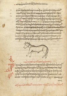 An Ox, 1510-1520. Creator: Unknown.