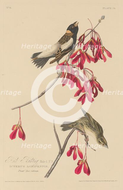 Rice Bunting, 1829. Creator: Robert Havell.