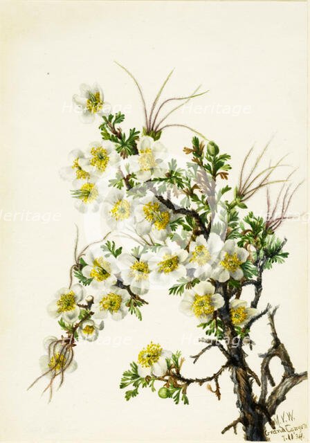Cliffrose (Cowania stanshuriana), 1934. Creator: Mary Vaux Walcott.