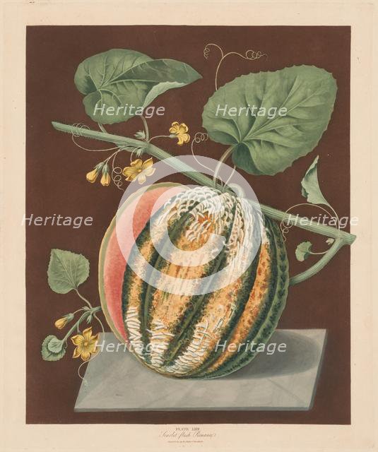 Pomona Britannica: No. 64 - Scarlet Flesh Romana Melon, 1812. Creator: George Brookshaw (British).