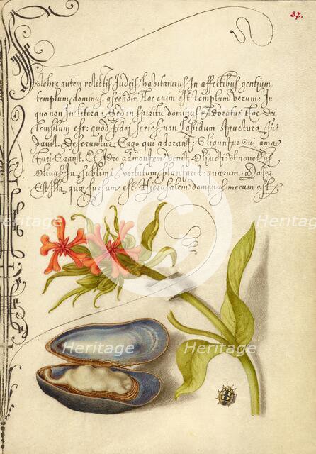 Maltese Cross, Mussel, and Ladybird, 1561-1562; illumination added 1591-1596. Creator: Joris Hoefnagel.