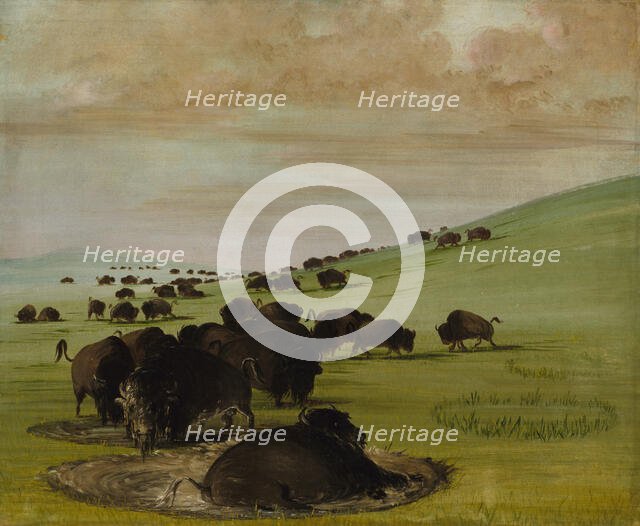 Buffalo Bulls in a Wallow, 1837-1839. Creator: George Catlin.