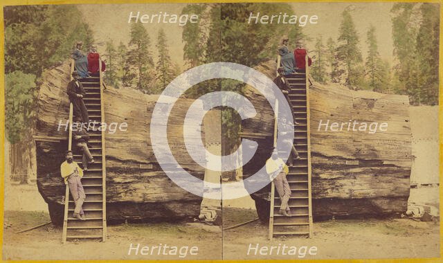 Section of the Original Big Tree, 92 ft. in circumference., 1871. Creator: Thomas C. Roche.
