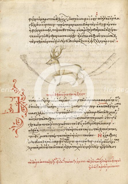 A Stag, 1510-1520. Creator: Unknown.