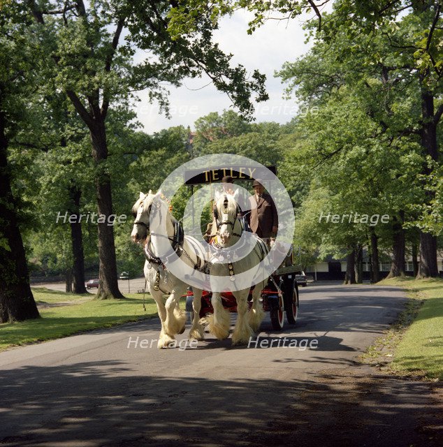 Tetley shire horses, Roundhay Park, Leeds, West Yorkshire, 1968.  Artist: Michael Walters
