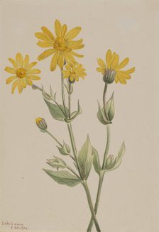 Arnica (Arnica latifolia), 1904. Creator: Mary Vaux Walcott.