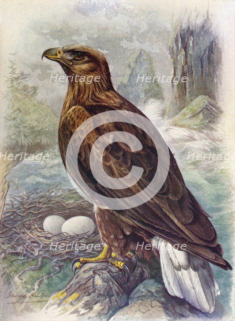 'White-Tailed or Sea-Eagle - Halia'etus albicil'la', c1910, (1910). Artist: George James Rankin.