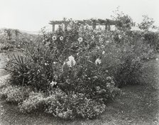 "Gray Gardens," Robert Carmer Hill house, Lily Pond Lane, East Hampton, New York, 1914. Creator: Frances Benjamin Johnston.
