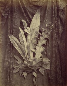 [Study of Leaves on a Background of Floral Lace], 1864. Creator: Charles Aubry.