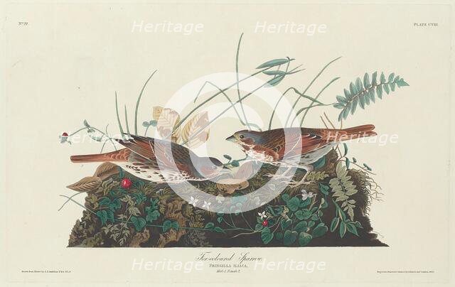 Two-colored Sparrow, 1831. Creator: Robert Havell.