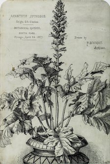 Acanthus Spinosus, Presentation Drawings, 1877. Creator: Peter Bonnett Wight.