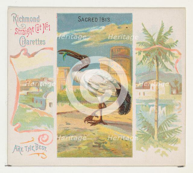 Sacred Ibis, from Birds of the Tropics series (N38) for Allen & Ginter Cigarettes, 1889. Creator: Allen & Ginter.
