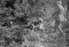 German Red Cross dog seeking wounded, between 1914 and c1915. Creator: Bain News Service.
