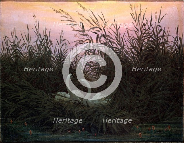 'Swans in the Reeds', c1794-c1831. Artist: Caspar David Friedrich