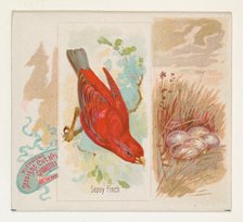 Sepoy Finch, from the Song Birds of the World series (N42) for Allen & Ginter Cigarettes, ..., 1890. Creator: Allen & Ginter.