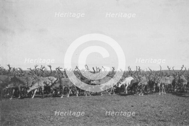 Reindeer, between c1900 and c1930. Creator: Unknown.