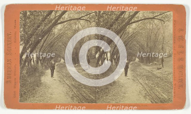 Willow Road, Lanesville, Massachusetts, 1873/81.  Creator: J.W. & J.S. Moulton.