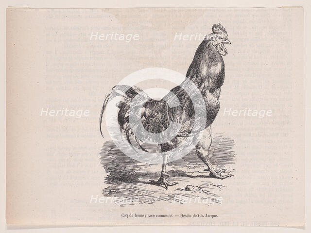 Coq de ferme; race commune.; from Magasin Pittoresque, ca. 1852. Creator: Charles Emile Jacque.