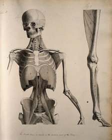 Left, muscles of the head and trunk (front view); right, muscles of the..., between 1800 and 1899. Creator: Unknown.