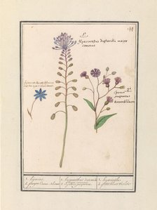 Crested Hyacinth (Muscari comosum) and Cornflower (Centaurie), 1596-1610. Creators: Anselmus de Boodt, Elias Verhulst.