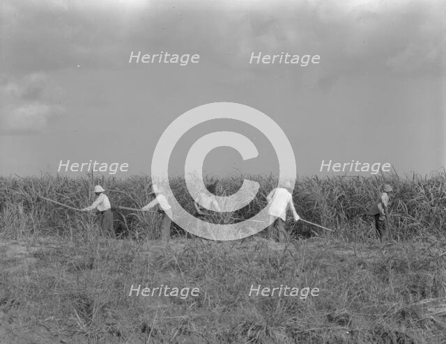 Hoeing sugarcane on plantation in Louisiana, 1937. Creator: Dorothea Lange.