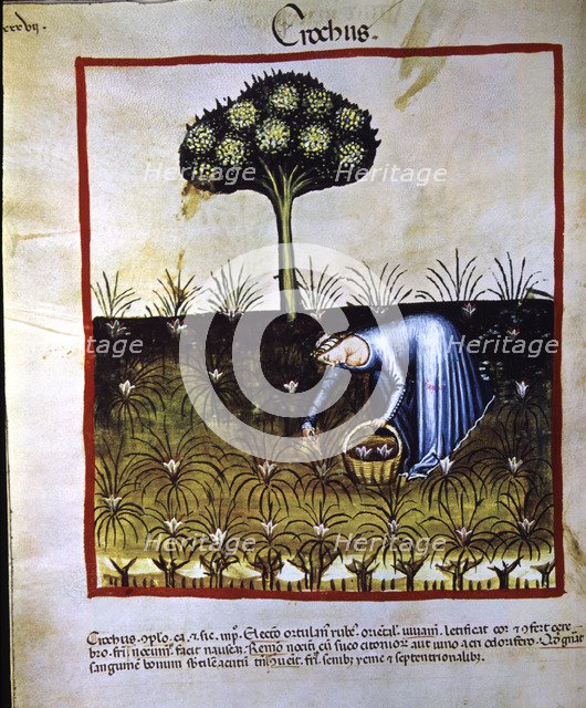 Collection of saffron, miniature in the 'Tacuinum sanitatis', illuminated manuscript of the late …