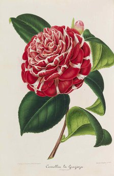 Nouvelle iconographie des Camellias, 1850-1860. Creator: Verschaffelt, Ambroise Alexandre (1825-1886).