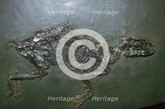 Primitive Horse Fossil. Artist: Unknown