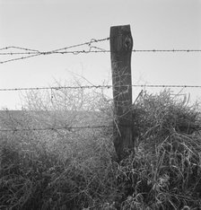 Russian thistle and barbed wire in Western wheat country, Umatilla County, Oregon, 1939. Creator: Dorothea Lange.