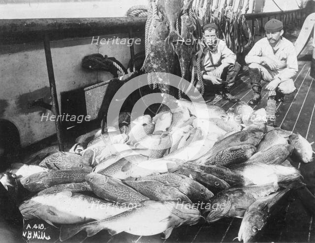 Cod and halibut, between c1900 and c1930. Creator: Unknown.