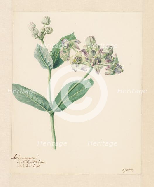Calotropis, 1803. Creator: Hendrik Schwegman.