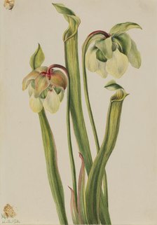 Hybrid Pitcherplant (Sarracenia minor), 1930. Creator: Mary Vaux Walcott.