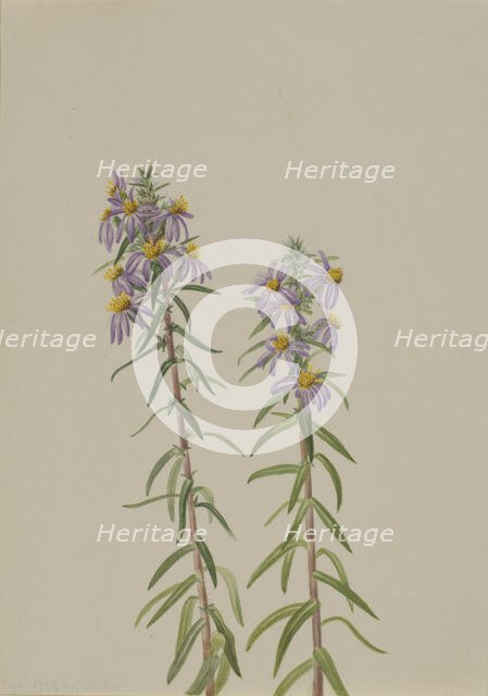 Aster (Aster hirariifolius), 1923. Creator: Mary Vaux Walcott.