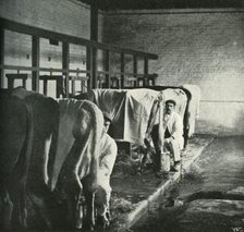 'An Up-To-Date Milking-Shed at the Walker-Gordon Farm', 1902. Creator: Unknown.