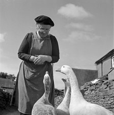 Woman looking down at a group of geese, Cumbria, 1957. Artist: John Gay