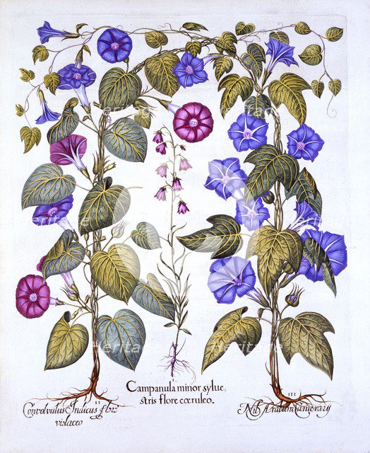 Harebell and Convovulus, from 'Hortus Eystettensis', by Basil Besler (1561-1629), pub. 1613 (hand-co
