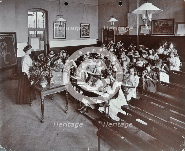 Nature lesson, Albion Street Girls School, Rotherhithe, London, 1908. Artist: Unknown.