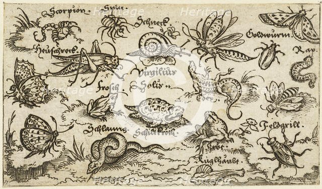 Insects, reptiles, snails, and fish on minimal ground with water in foreground..., 1572.  Creator: Virgil Solis.