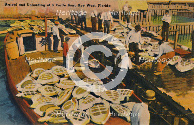 'Arrival and Unloading of a Turtle Boat, Key West, Florida', c1940s. Artist: Unknown.