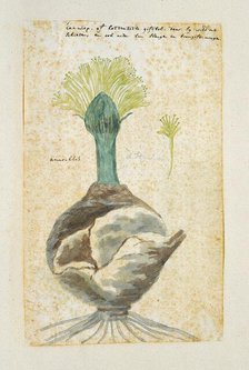Boophone haemanthoides F.M. Leighton, formerly Amaryllis distycha (Bushman poison..., 1777-1786. Creator: Robert Jacob Gordon.