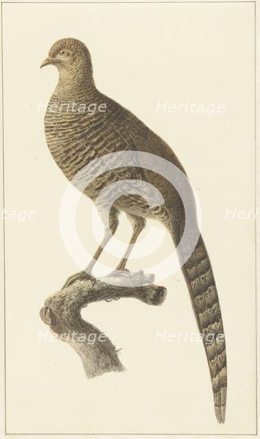 Golden pheasant, them, 1759-1842. Creator: Pieter Bartholomeusz. Barbiers.