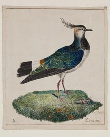 Lapwing, 18th century. Creator: Unknown.