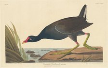 Common Gallinule, 1835. Creator: Robert Havell.