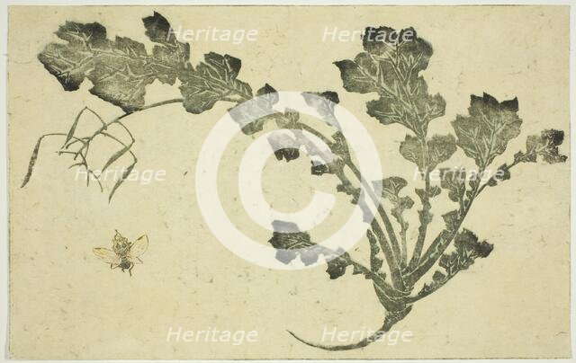 Wasp and turnip stalk, from "The Picture Book of Realistic Paintings of Hokusai..., Japan, c. 1814. Creator: Hokusai.