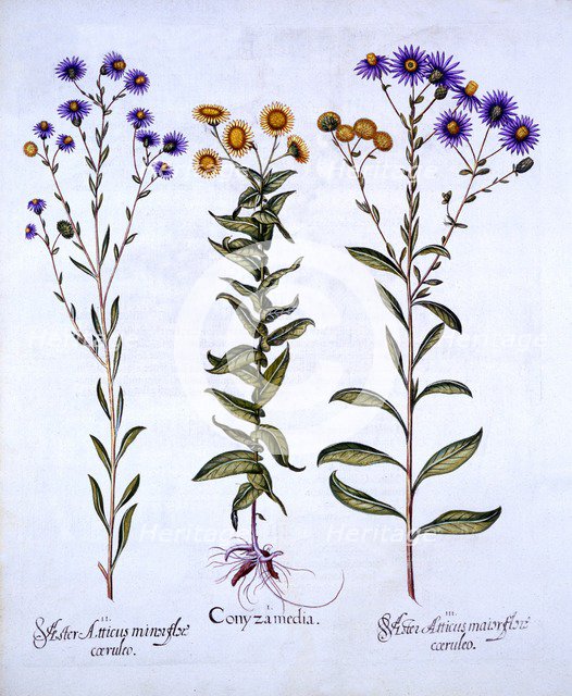Horseweed/Butterweed/Fleabane and European Michaelmas Daisies, from 'Hortus Eystettensis', by Basil 