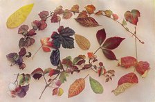 'Autumn Tints', c1903. Artist: John Swain & Son.
