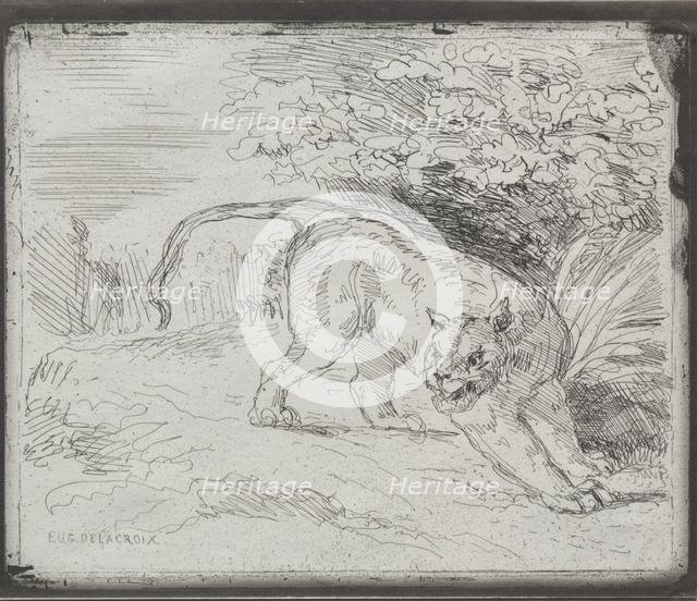 A Trapped Tiger, 1854. Creator: Eugène Delacroix (French, 1798-1863).